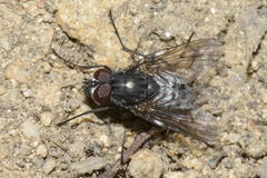 Helina evecta