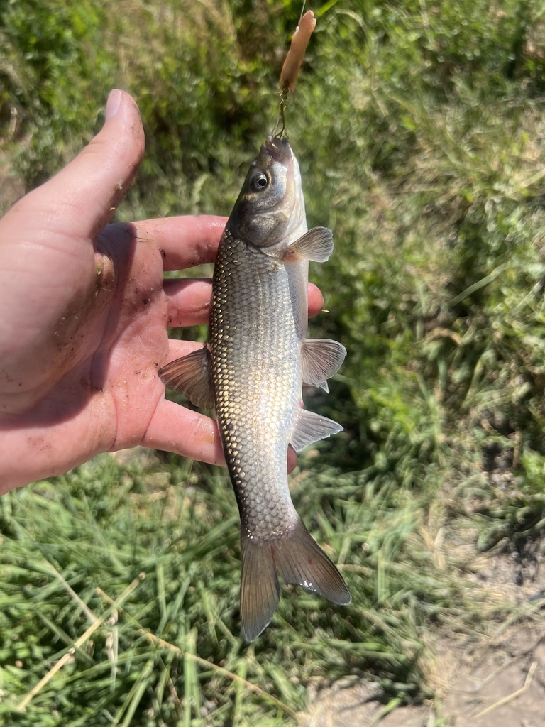 Cowhead Lake tui chub (Siphateles bicolor) — Cyprinidae