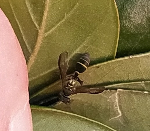 Polybia platycephala