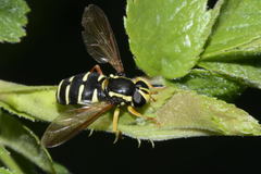 Xanthogramma citrofasciatum