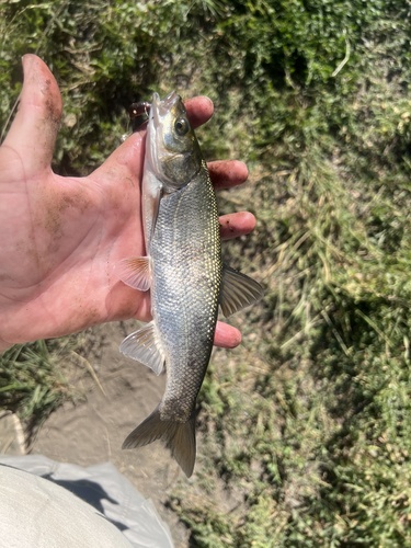 Blue chub (Gila coerulea) — Cyprinidae — 3