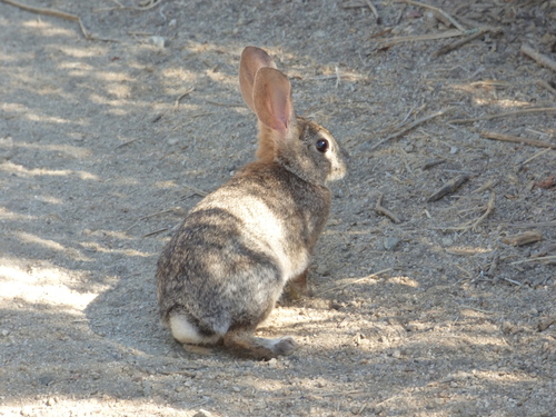 iNaturalist observation photo of Desert Cottontail