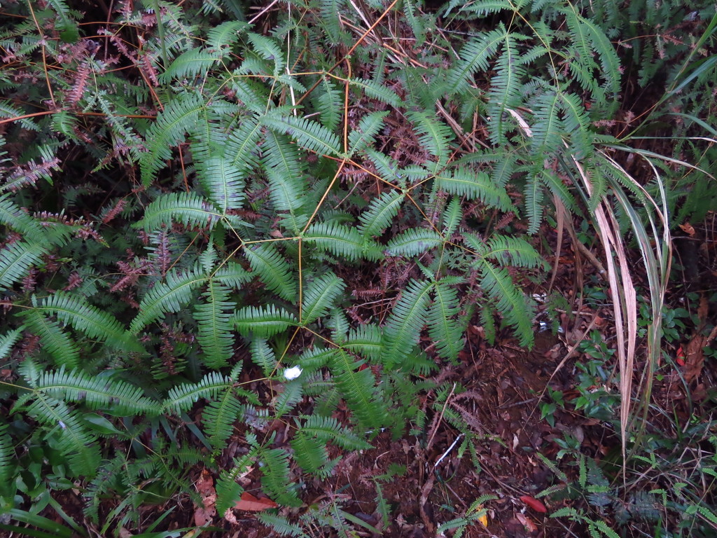 Dicranopteris tetraphylla (Dicranopteris tetraphylla)