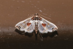 Neoleucinodes elegantalis