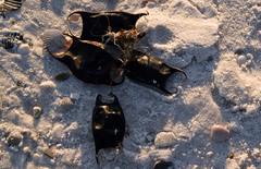 Rostroraja eglanteria