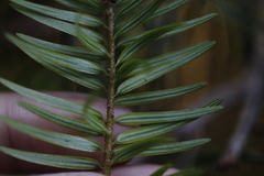 Pseudotsuga wilsoniana