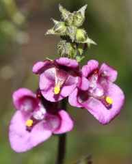 Diascia parviflora