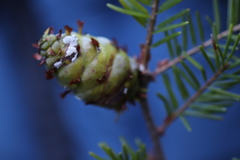 Pseudotsuga wilsoniana