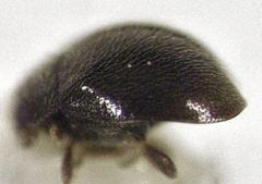 Stethorus histrio