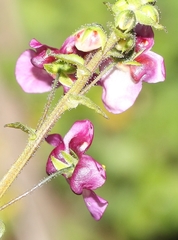 Diascia parviflora