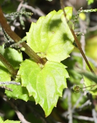 Diascia parviflora