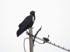 Corvus pectoralis