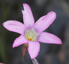 Ixia oxalidiflora