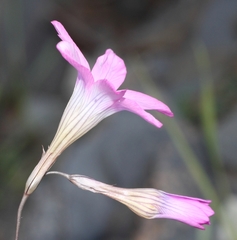 Ixia oxalidiflora