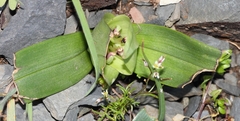 Colchicum coloratum burchellii