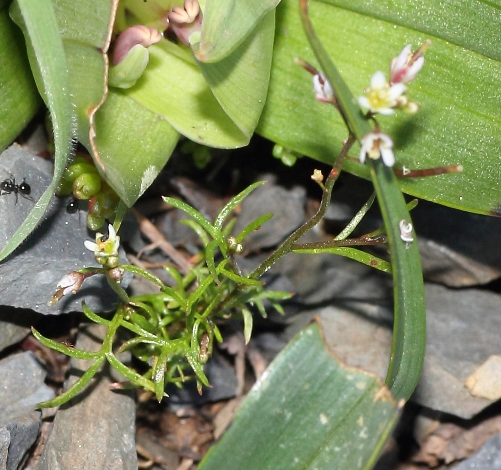 Heliophila pectinata