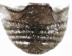 Stethorus histrio