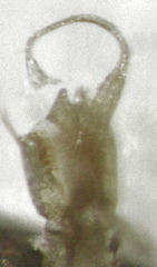 Stethorus histrio