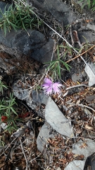Dianthus pygmaeus