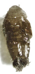 Stethorus histrio