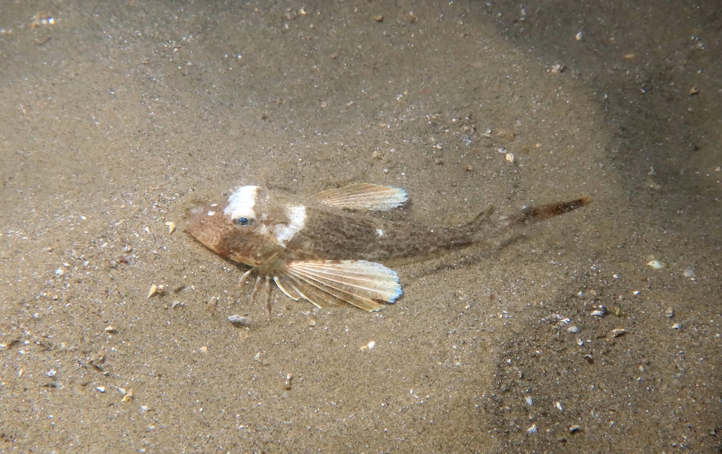Tub Gurnard from Hérault, LanguedocRoussillon, FR on July 14, 2023 at