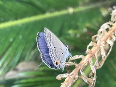 Luthrodes pandava peripatria