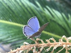 Luthrodes pandava peripatria