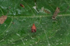 Cyrtophora exanthematica