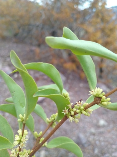 Struthanthus condensatus