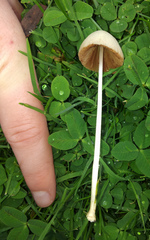 Conocybe