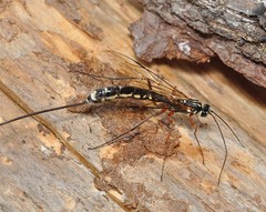 Megarhyssa rixator