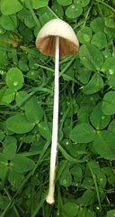 Conocybe