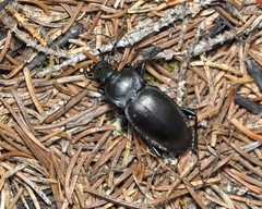 Carabus glabratus