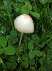 Conocybe