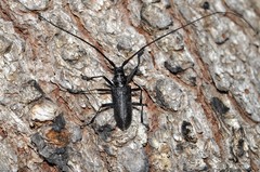 Monochamus sutor