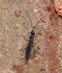 Odontocolon dentipes