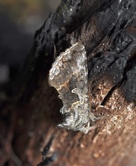 Syngrapha interrogationis