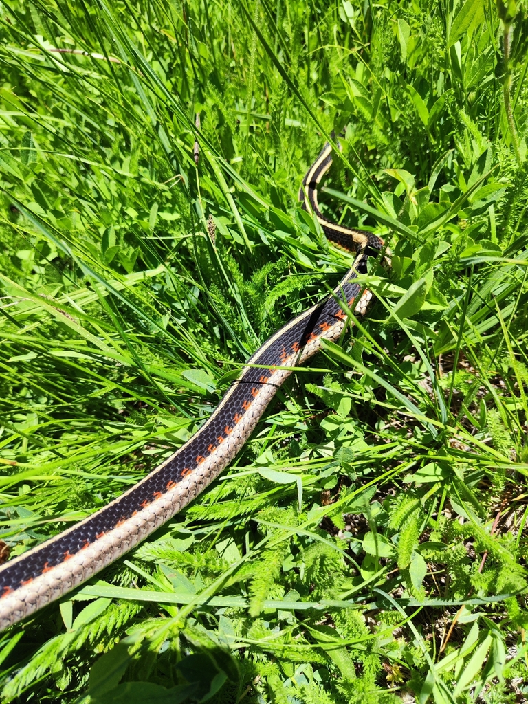 Valley Garter Snake from South Lake Tahoe, CA 96150, USA on July 14 ...