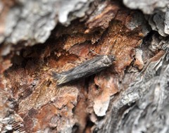 Scythris inspersella