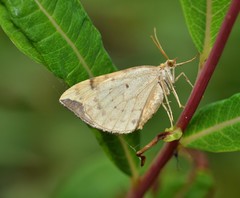 Eulithis populata