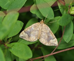 Eulithis populata