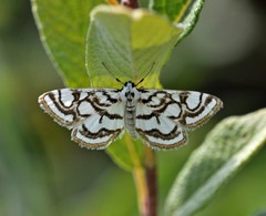 Nymphula nitidulata