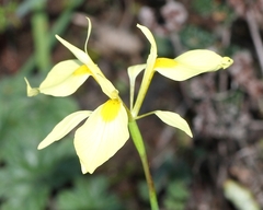 Moraea thomasiae