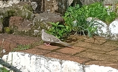 Columbina inca image