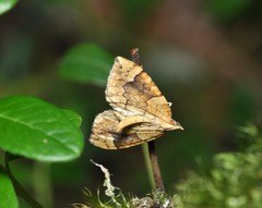 Eulithis populata