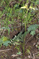 Moraea thomasiae