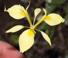 Moraea thomasiae