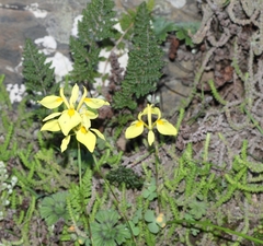Moraea thomasiae