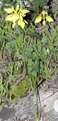 Moraea thomasiae