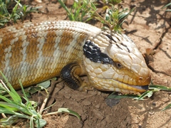 Tiliqua multifasciata